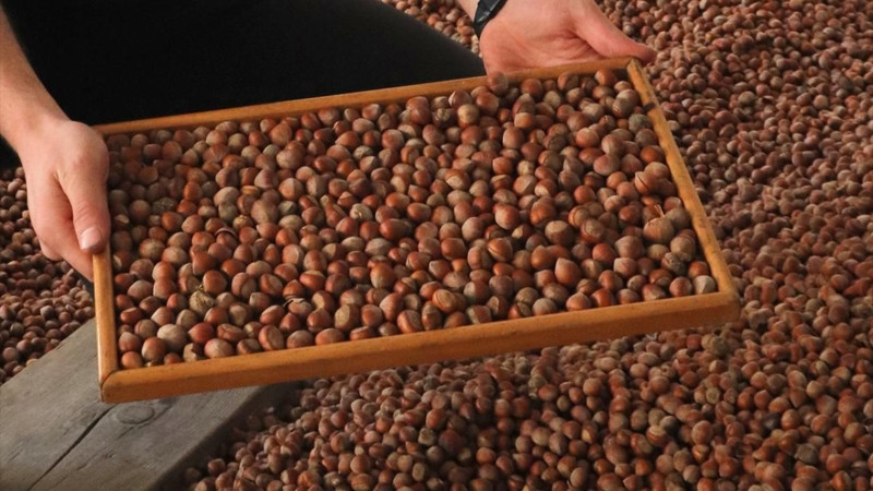 Fındık fiyatları belli oldu! İşte il ve ilçelere göre yeni fiyatlar - Resim: 12