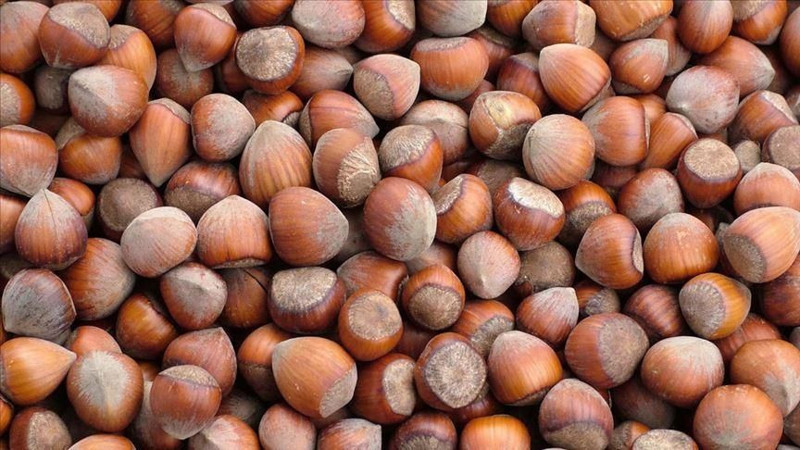 Fındık fiyatları belli oldu! İşte il ve ilçelere göre yeni fiyatlar - Resim: 18