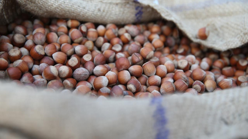 Fındık fiyatları belli oldu! İşte il ve ilçelere göre yeni fiyatlar - Resim: 7