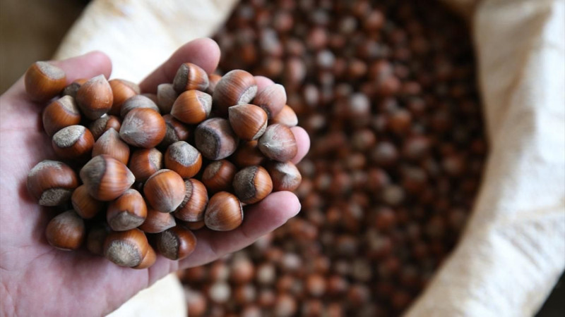Fındık fiyatları belli oldu! İşte il ve ilçelere göre yeni fiyatlar - Resim: 6