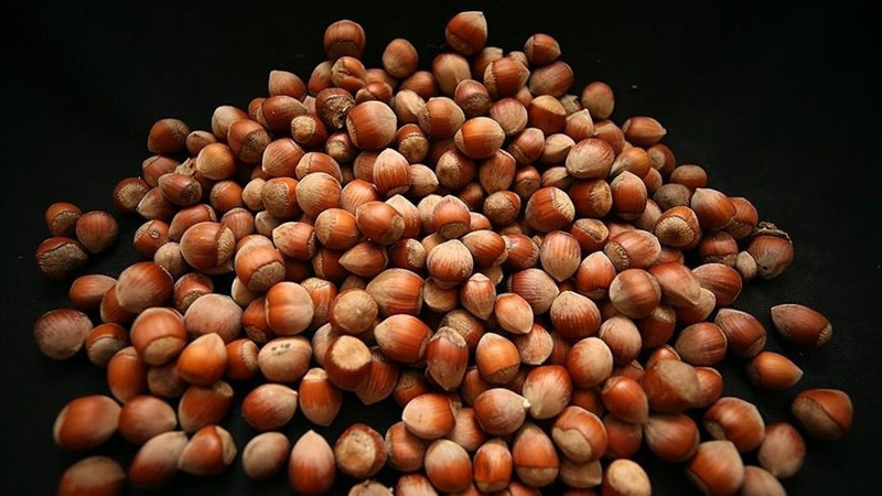 Fındık fiyatları belli oldu! İşte il ve ilçelere göre yeni fiyatlar - Resim: 13