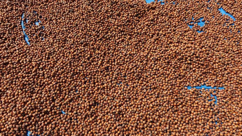 Fındık fiyatları belli oldu! İşte il ve ilçelere göre yeni fiyatlar - Resim: 2