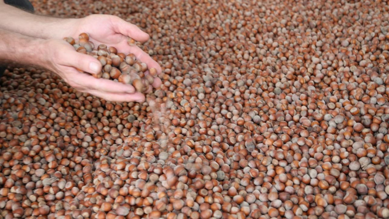 Fındık fiyatları belli oldu! İşte il ve ilçelere göre yeni fiyatlar - Resim: 11