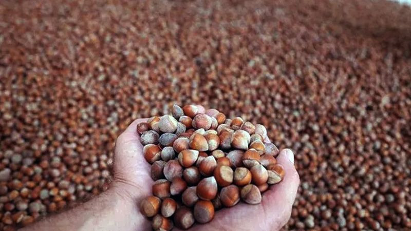 2025 fındık alım fiyatları belli oldu! - Resim: 10
