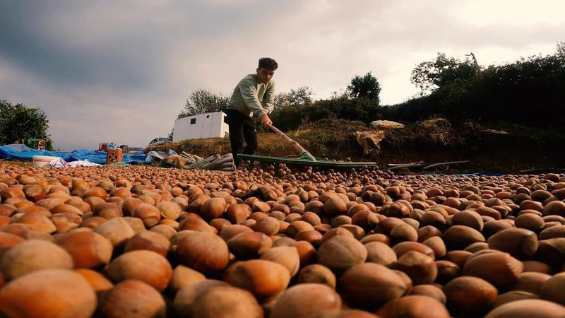 2025 fındık alım fiyatları belli oldu! - Resim: 8