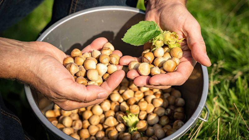 2025 fındık alım fiyatları belli oldu! - Resim: 7