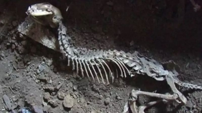 Çin'de keşfedildi! Bilim insanlarını heyecanlandırdı - Resim: 2