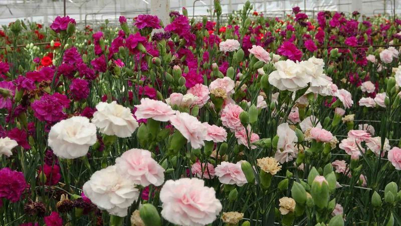 Isparta'da üretiliyor, Avrupa ülkelerine gönderiliyor - Resim: 9