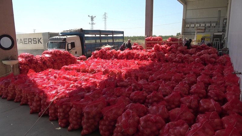 Amasya'da üretilip Avrupa'ya gönderiliyor! Kilosu 5 lira - Resim: 9