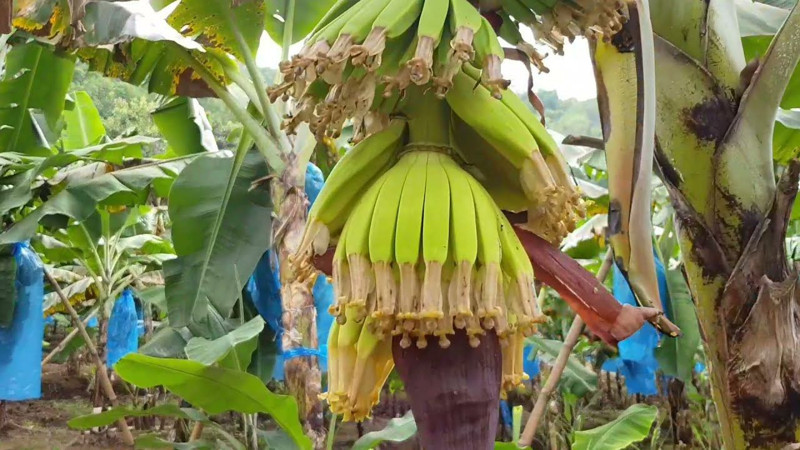 Dünyanın en lezzetli muz türleri açıklandı! Tatlı aromasıyla o muz zirvede - Resim: 2