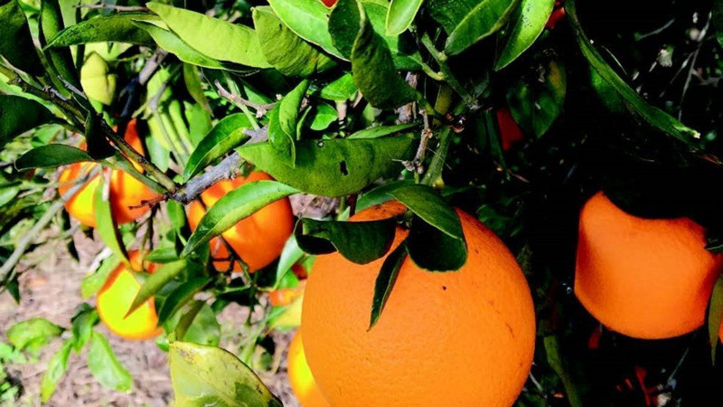 Türkiye'nin meyvesi en meşhur 5 ili açıklandı - Resim: 2