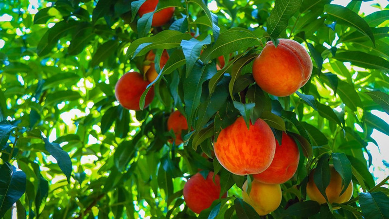 Türkiye'nin meyvesi en meşhur 5 ili açıklandı - Resim: 3