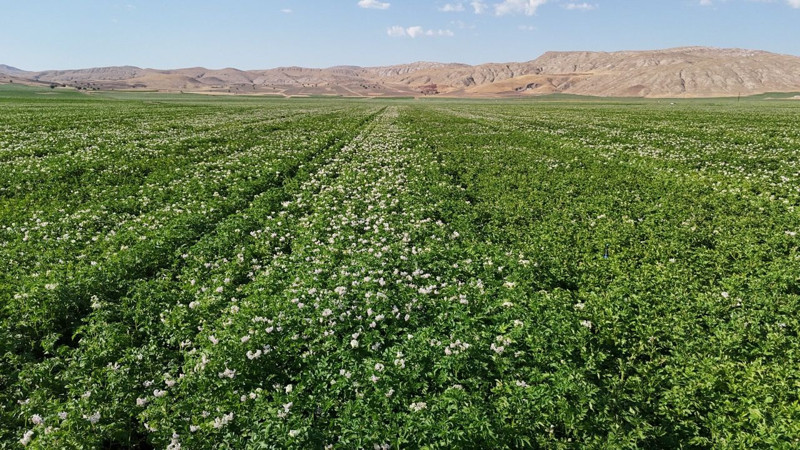 Türkiye’nin en iyi patatesi! Hasat için gün sayıyor - Resim: 5