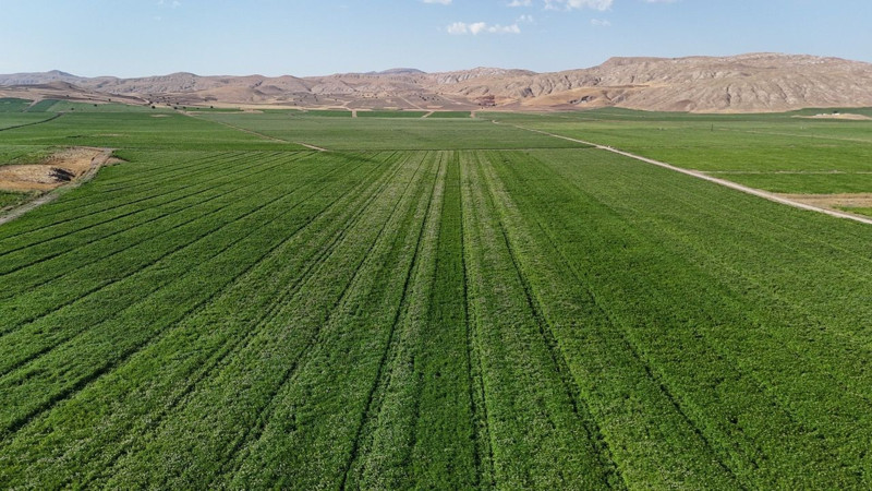 Türkiye’nin en iyi patatesi! Hasat için gün sayıyor - Resim: 6