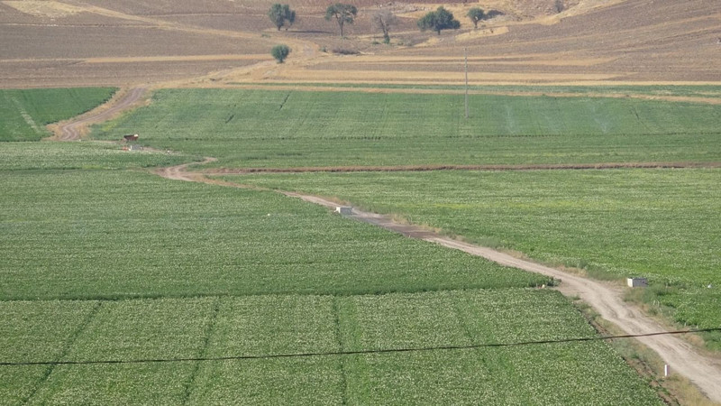 Türkiye’nin en iyi patatesi! Hasat için gün sayıyor - Resim: 7
