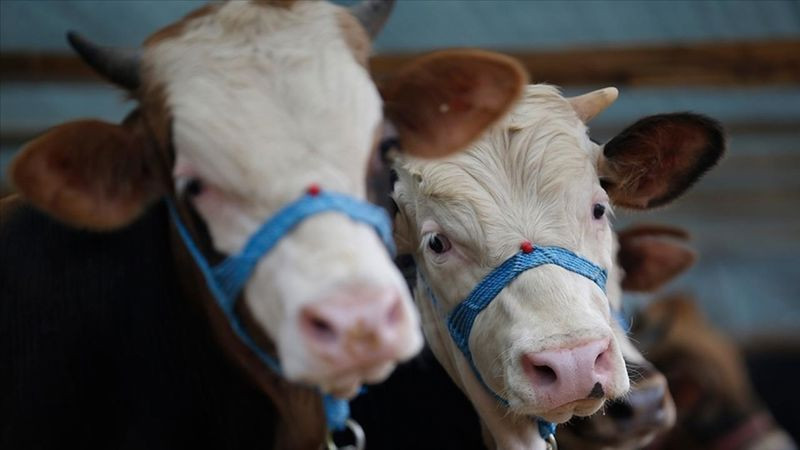 Aydın'ın Kuyucak ilçesinde karantina kararı! 13 mahallede başladı - Resim: 8