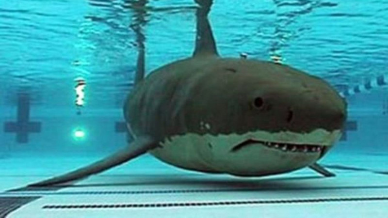 Dünyanın en ilginç meslekleri açıklandı! İşte gerçek olduğuna inanamayacağınız meslekler - Resim: 10