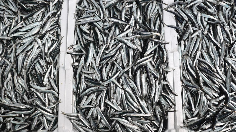 Trabzon'da hamsinin kilosu 100 lira oldu! - Resim: 5