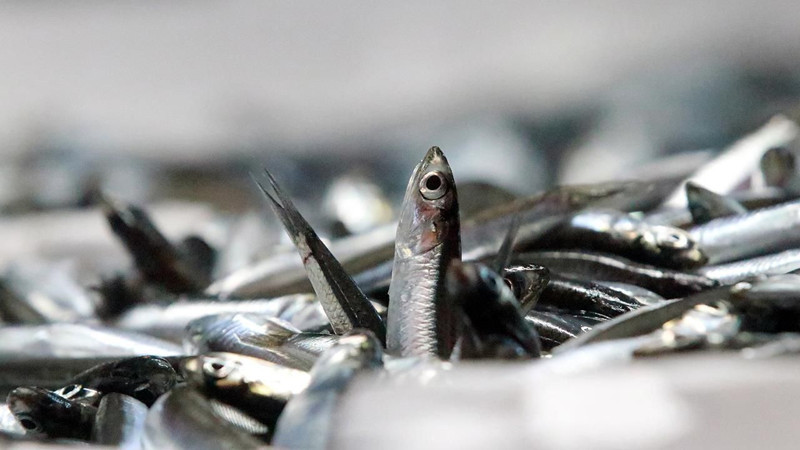 Trabzon'da hamsinin kilosu 100 lira oldu! - Resim: 2