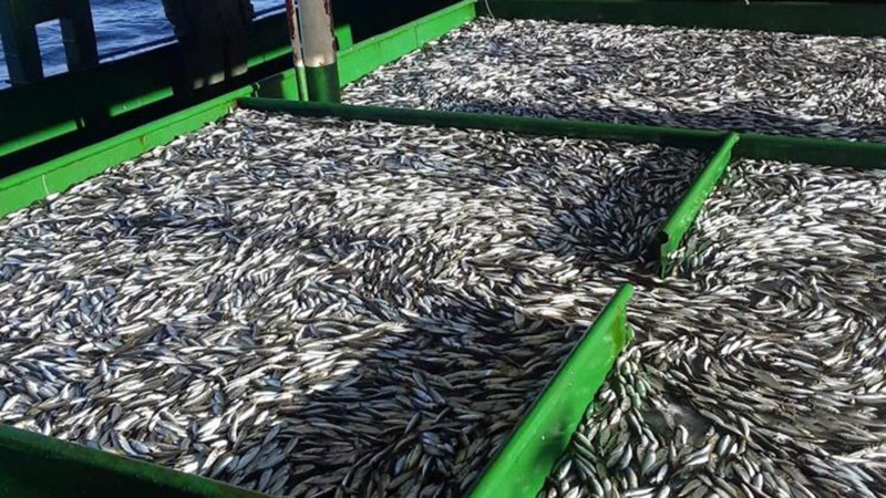 Trabzon'da hamsinin kilosu 100 lira oldu! - Resim: 9