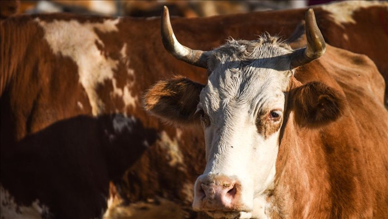 Kurbanlık fiyatları ne kadar? Türkiye'de bu sene kaç kurban kesilecek? - Resim: 10