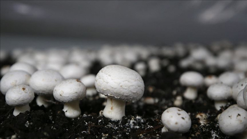 En çok kültür mantarı üretilen iller belli oldu! Bakın hangi illerde daha çok üretiliyor - Resim: 10