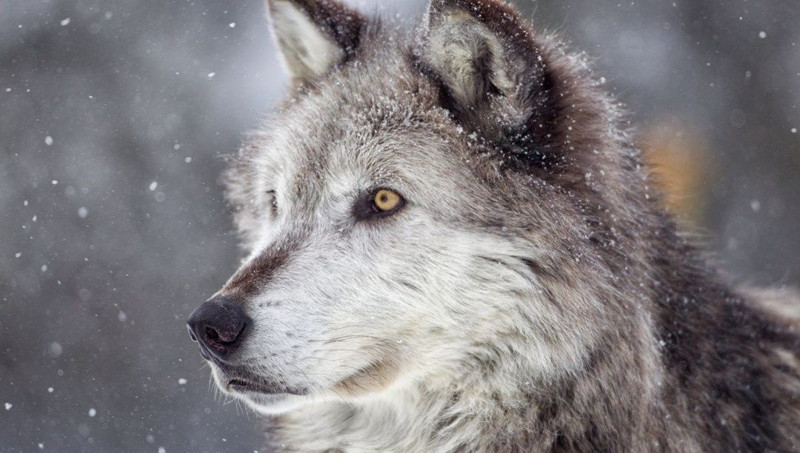 Kurtların en az bulunduğu 11 ülke! Listede Türkiye de var... - Resim: 4