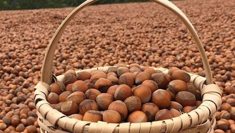 2025 fındık alım fiyatları belli oldu! - Resim: 6
