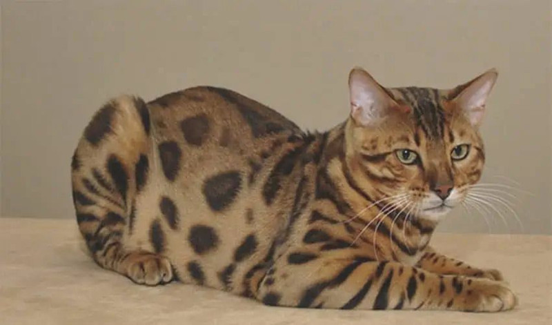 Batı aklını yitiriyor! İşte yasaklanan Rus kedileri - Resim: 15