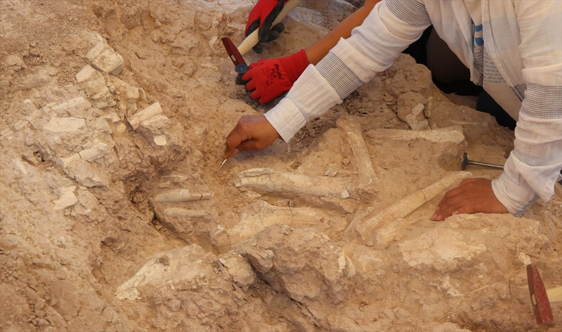 Kayseri'de çoban keşfetti! 7.7 milyon yıllık - Resim: 2