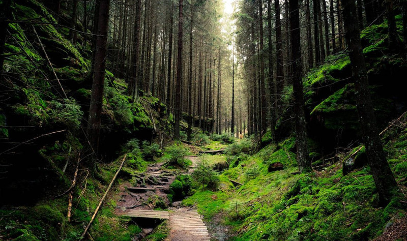 Yeşilin kalbi nerede atıyor? İşte Türkiye’nin en yeşil 10 şehri! - Resim: 5