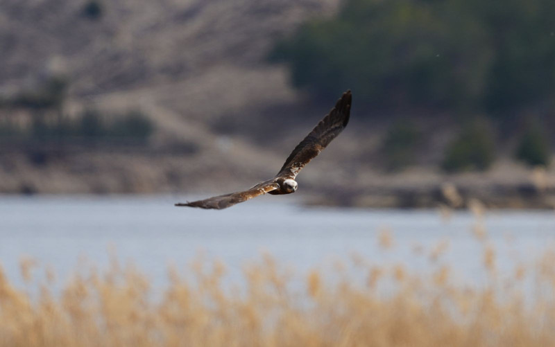 Kırıkkale'de görüntülendi! Herkesi şoke etti - Resim: 1