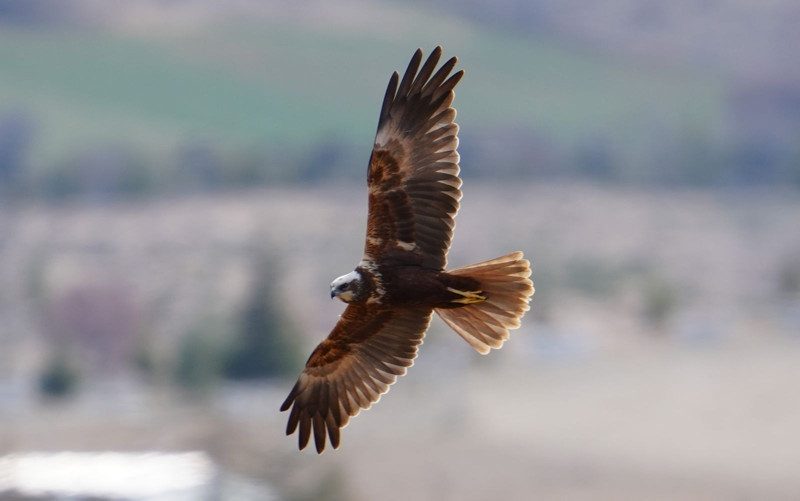 Kırıkkale'de görüntülendi! Herkesi şoke etti - Resim: 2