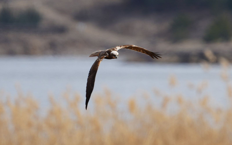 Kırıkkale'de görüntülendi! Herkesi şoke etti - Resim: 3
