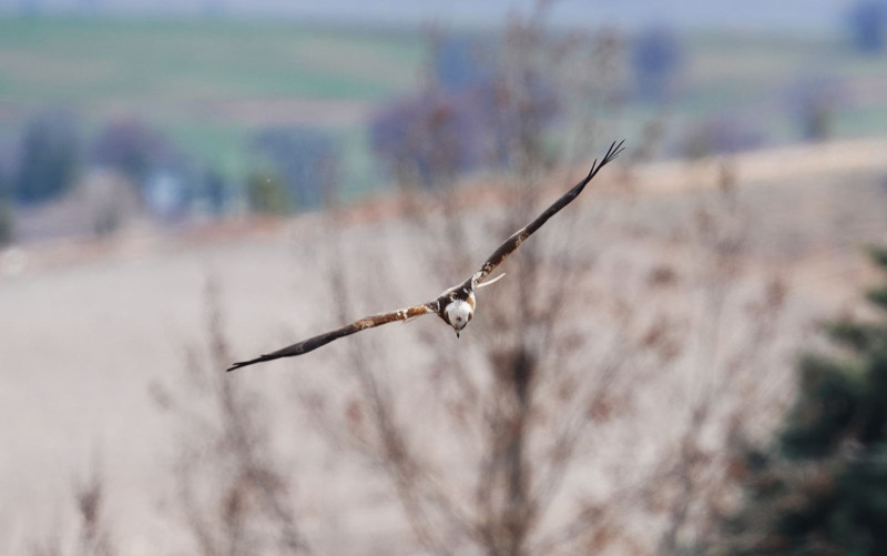 Kırıkkale'de görüntülendi! Herkesi şoke etti - Resim: 4