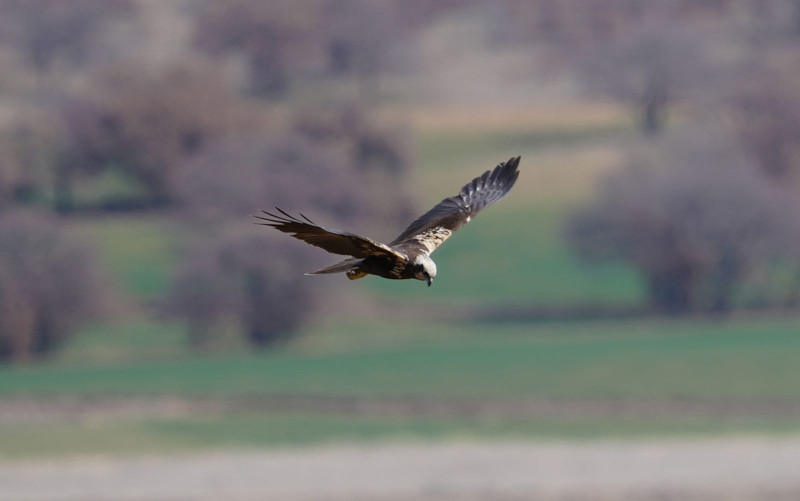 Kırıkkale'de görüntülendi! Herkesi şoke etti - Resim: 5