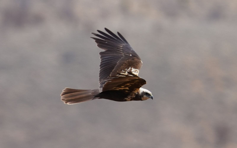 Kırıkkale'de görüntülendi! Herkesi şoke etti - Resim: 7