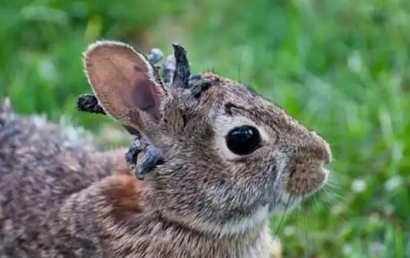 'Boynuzlu tavşan' virüsü paniği! - Resim: 4