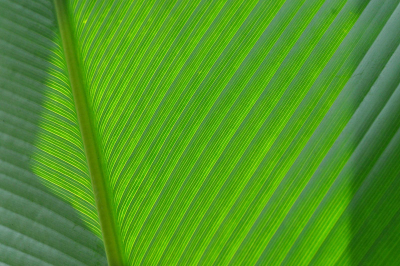 Bu bitki evdeyse hemen atın! Güzelliğiyle kandırıyor ama evin enerjisini bozuyormuş! - Resim: 5