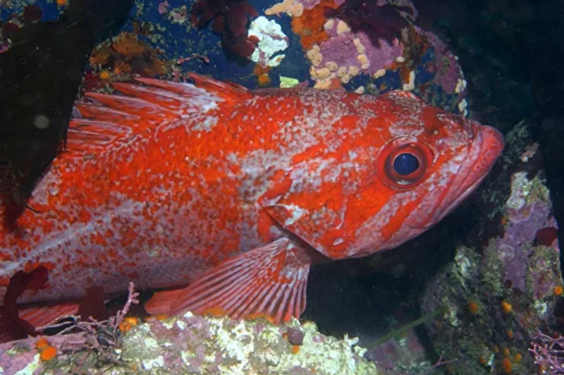 500 yıl yaşayan var: İşte, dünyanın en uzun süre yaşayan 10 hayvanı! - Resim: 2