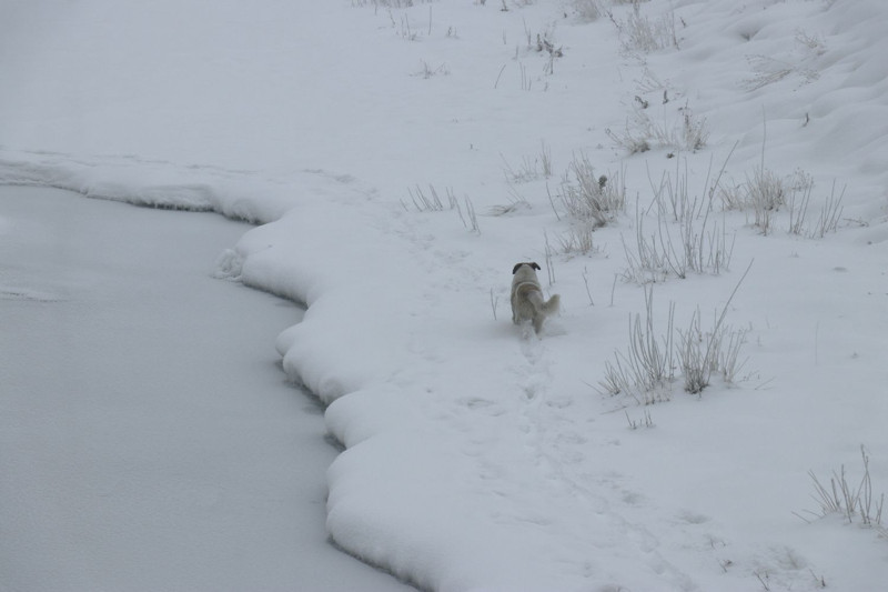 Ağrı'da dondurucu soğuklar etkili oldu: İşte o ilginç görüntüler - Resim: 5