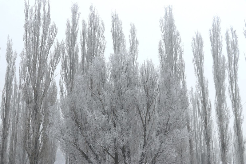 Ağrı'da dondurucu soğuklar etkili oldu: İşte o ilginç görüntüler - Resim: 12
