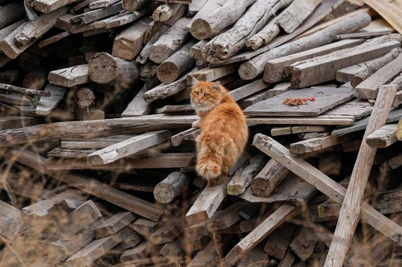 İstanbul'un kedileri gündem oldu! Merhameti ve sevgiyi taşıyorlar - Resim: 4