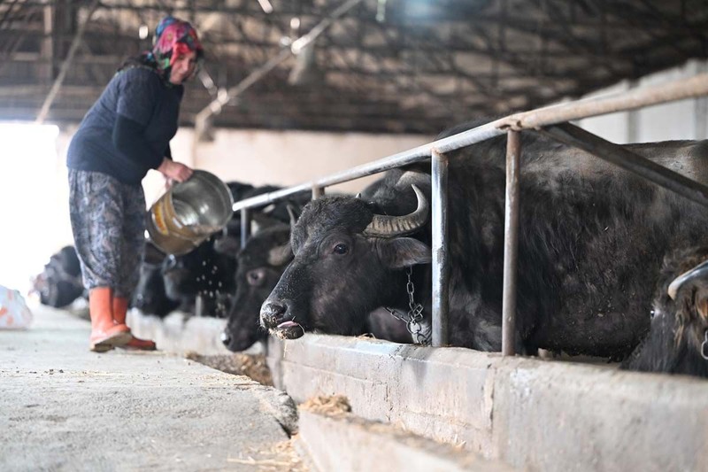 Düzce'de 2018 yılında başladı! Devlet desteğiyle büyüttü! - Resim: 5