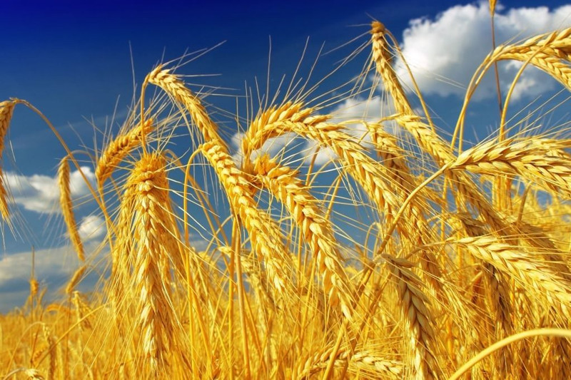 En fazla buğday tüketen 10 ülke listelendi! Bakın Türkiye kaçıncı sırada... - Resim: 4