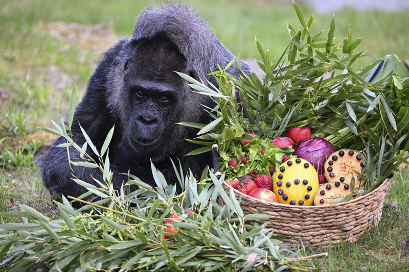 Dünyanın en yaşlı gorili bakın kaç yaşında! Berlin'de yaşıyor - Resim: 1