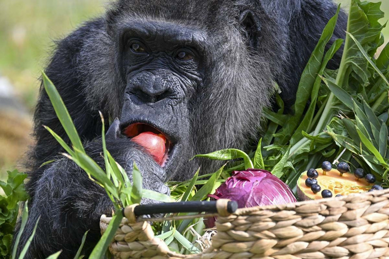 Dünyanın en yaşlı gorili bakın kaç yaşında! Berlin'de yaşıyor - Resim: 2