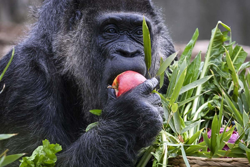 Dünyanın en yaşlı gorili bakın kaç yaşında! Berlin'de yaşıyor - Resim: 4