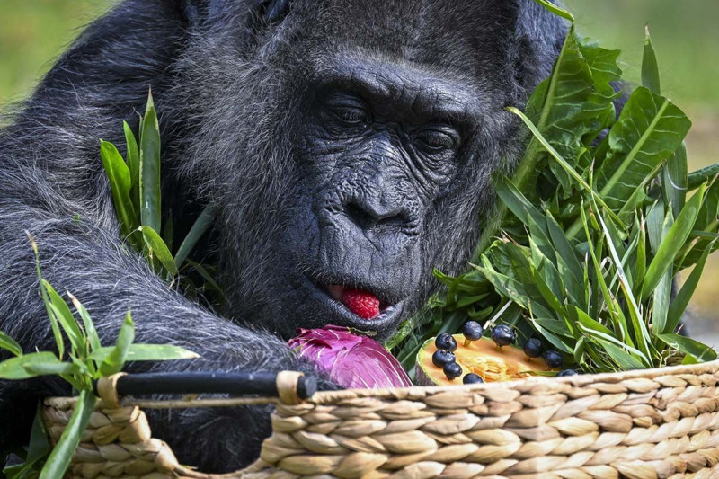 Dünyanın en yaşlı gorili bakın kaç yaşında! Berlin'de yaşıyor - Resim: 5