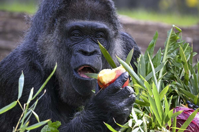 Dünyanın en yaşlı gorili bakın kaç yaşında! Berlin'de yaşıyor - Resim: 7